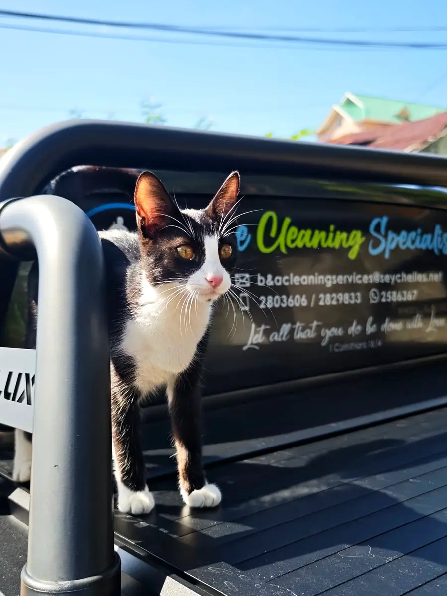 Black and white cat standing on the B&A Cleaning Services pickup truck